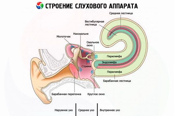 Розрізняють такі типи проникнення інфекції у внутрішнє вухо: тимпаногенних (з порожнини середнього вуха через вікна лабіринту, фістулу), менінгогенний (з підпавутинного простору головного мозку), гематогенний (по судинах і лімфогенним шляхами у хворих із загальними інфекційними захворюваннями вірусної етіології)