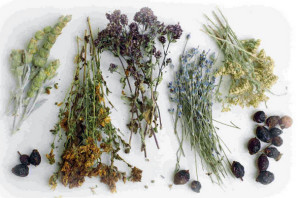 Лікарські трави спочатку стають основою для створення багатьох сучасних фармацевтичних препаратів, тому використання рослин в лікувальних цілях цілком виправдано