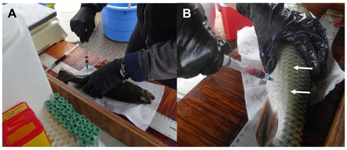 Малюнок 1: Отримання крові з риби