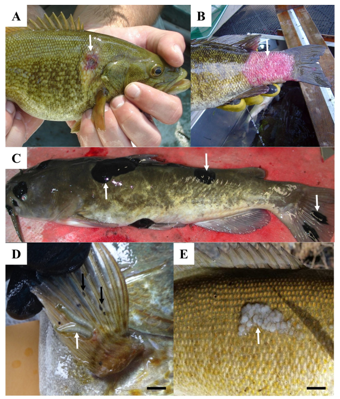 Малюнок 2: Приклади видимих уражень спостерігається на поверхні тіла і плавників риб