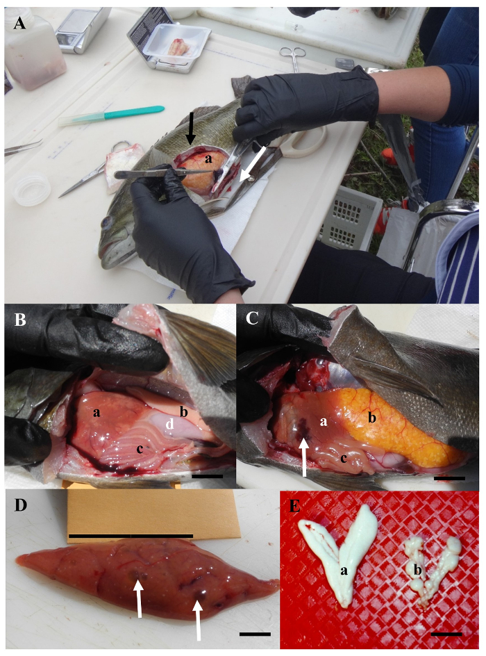 Малюнок 4: Приклади патанатомія і внутрішніх аномалій риб
