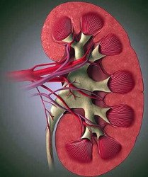 Нефрит легко можна вилікувати за допомогою природних засобів