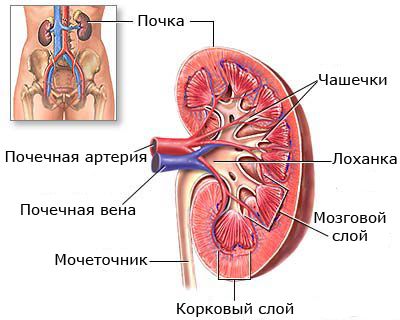 Отже, що ж таке людська нирка
