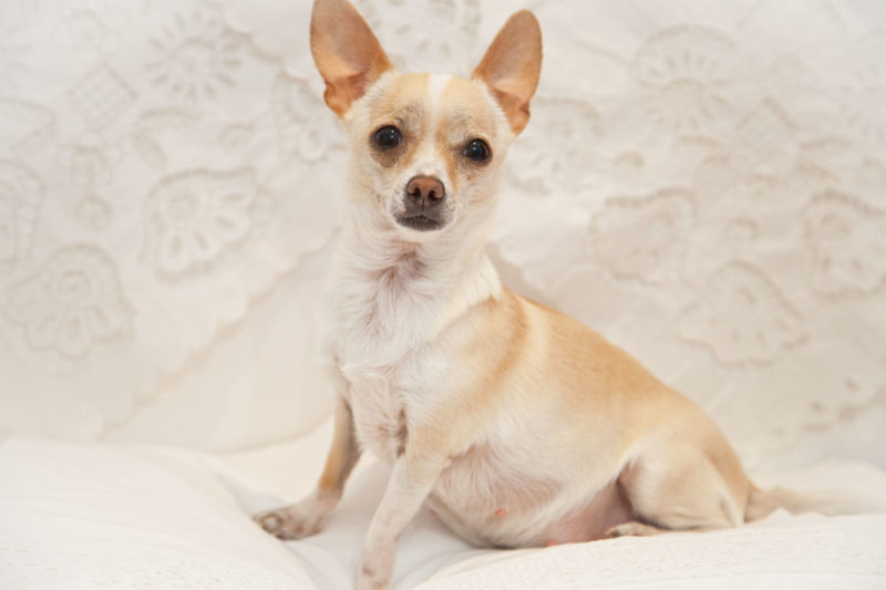 Особливості пологів у собак