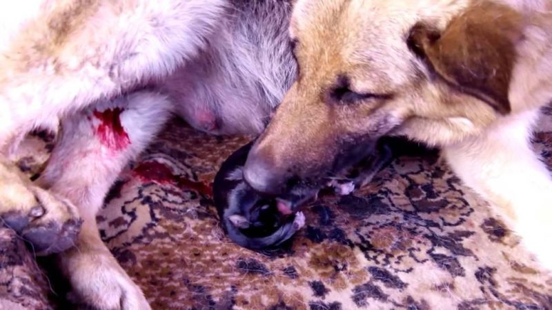 Дії під час пологів