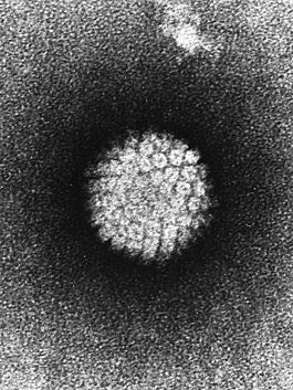 папіломавірус людини   Папіломавірус людини (HPV)   наукова класифікація   Міжнародне наукове назву   Human papillomavirus   Група по Балтімор   I: дцДНК-віруси   Папіломавірус людини (HPV - Human Papillomavirus) -   вірус   з   роду   папилломавирусов   , Сімейства паповавирусов