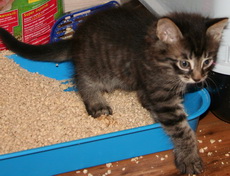 Що таке діарея