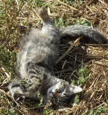 Дізнатися, що у Вашого улюбленого істоти рак, завжди дуже страшно