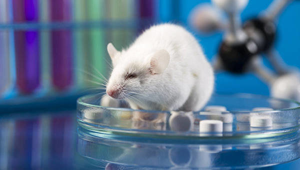 Нове дослідження Південний західного медичного центру Техаського університету, проведене на мишах, показало, що обмін речовин залишається прискореним протягом двох днів навіть після короткої тренування, повідомляє