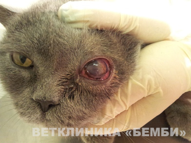 Якщо ви помітили у свого вихованця почервоніння ока, сльозотеча, збільшення очного яблука в розмірі, будь-які виділення з кон'юнктивальної порожнини, блефароспазм (пріщуріваніе очі), почервоніння повік, собака чеше очей лапами, треться об будь-які предмети - вам необхідна консультація ветеринарного офтальмолога