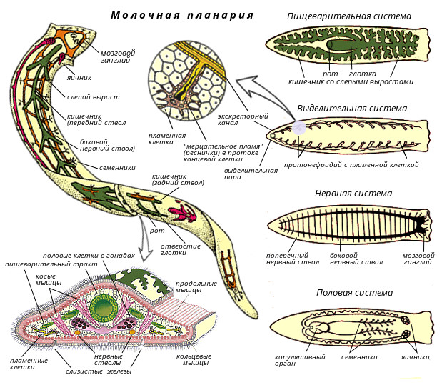 Планарий можна відшукати на гниючих під водою шматках дерева, опалого деревної листі і стеблах рослин