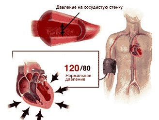 Ударним об'ємом лівого шлуночка (ЛШ);   Найбільшою швидкістю вигнання крові з ЛШ;   Здібності аорти розтягуватися