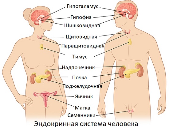 Ендокринна система складається з первинних і вторинних органів