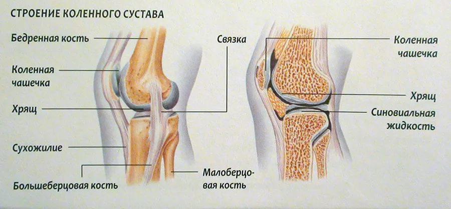 Тому потрібно дбайливо ставитися до здоров'я колін