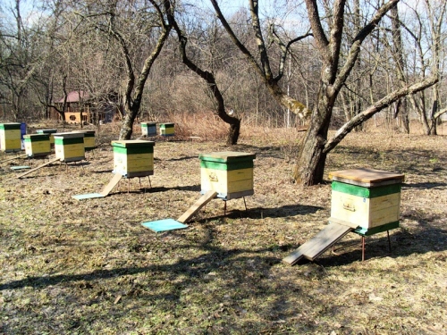 Також до них туляться сходні, за якими звільнилися від калових мас бджолам зручно заходити з землі в вулик