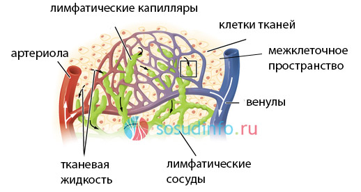 Рух лімфи здійснюється від низу до верху, витоки її знаходяться в кінчиках пальців нижніх і верхніх кінцівок, а метою, до якої прагне лімфа, є грудна лімфатична протока - його ця рідина досягає за рахунок м'язових скорочень і за допомогою клапанів лімфатичних проток, що не дозволяють їй повертатися назад