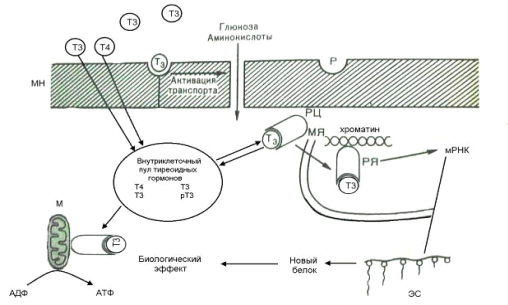 Механізм дії тиреоїдних гормонів ілюструється схемою, зображеної на малюнку 9