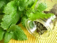 Мелісса або «лимонна м'ята» - широко поширене лікарська рослина