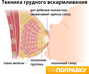 Кожна жінка після пологів повинна навчитися правильно годувати грудьми