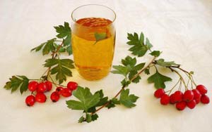 Глід