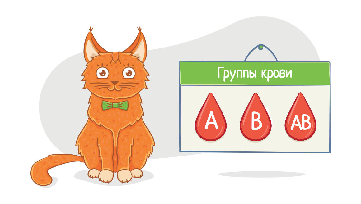Чи є групи крові у вихованців