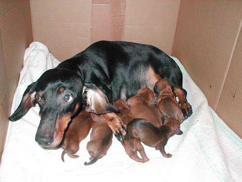 Підготовка до пологів   Заздалегідь домовтеся з двома ветеринарами (на той випадок, якщо один з них приїхати не зможе) про їх можливий візит до вас