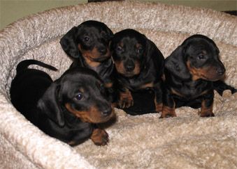 народження щенят