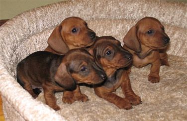 Відразу після пологів перекладіть все сімейство в лігво