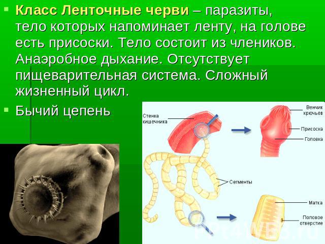 Глистові інвазії (гельмінтози) - захворювання, що викликаються паразитичними черв'яками (гельмінтами)