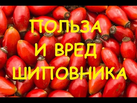 Шипшина корисні властивості і протипоказання