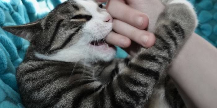 млявим розвитком і перебігом хвороби, приховано розвивається тривалий час - до 40 днів;   незаживающими подряпинами, незважаючи на дезінфекційні заходи;   гарячковим станом, підняттям температури до 37-37,5 градусів