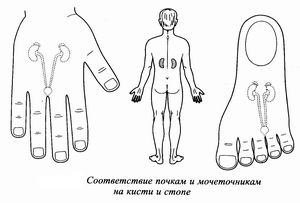 При багатьох хронічних захворюваннях нирок і пов'язаних з ними болях в спині, порушення сечовиділення корисно виконувати спеціальні прийоми Су Джок терапії, які поліпшать роботу нирок і всієї сечостатевої системи