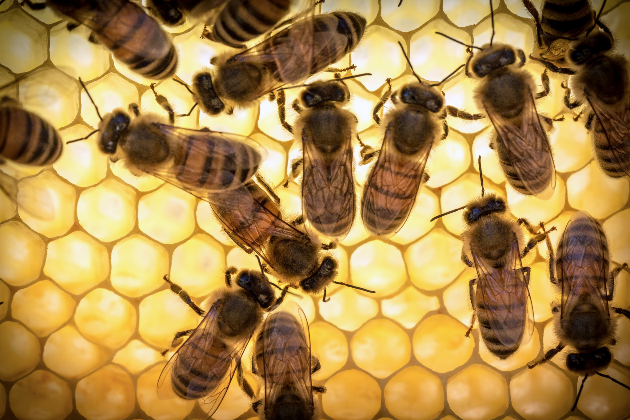 A geléia real de abelha não se recomenda a usar-se à noite, porque abaixo da sua influência aumenta a atividade nervosa e a insônia possível