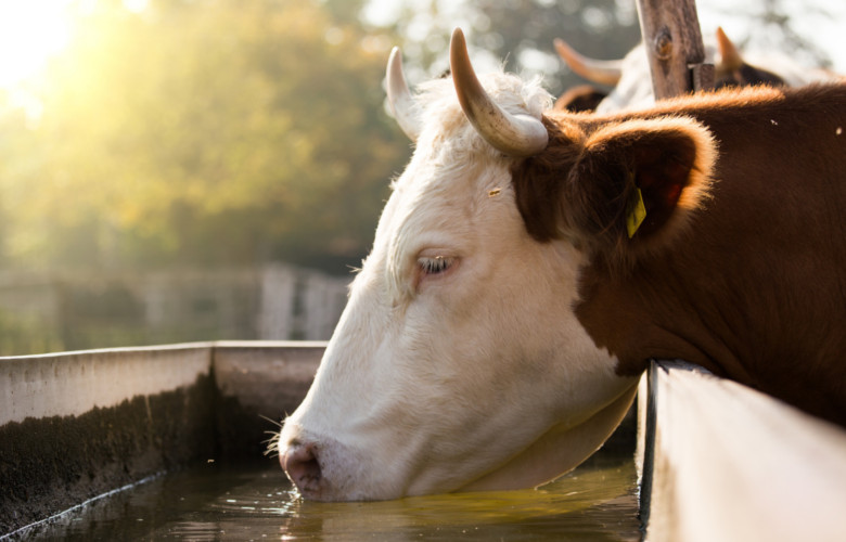 Особенно такие, как коровы, которые пьют более 100 литров воды в день