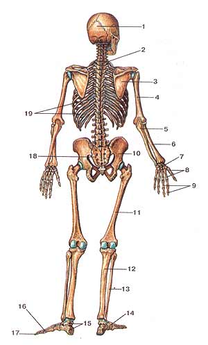 скелет людини
