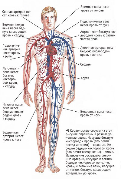 Кровоносна система людини - система органів, які забезпечують циркуляцію крові по організму тварини