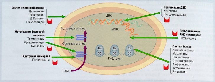 Свої ефекти антибіотики реалізують безліччю способів: деякі з них перешкоджають синтезу нуклеїнових кислот мікробів;  інші перешкоджають синтезу клітинної стінки бактерій, треті порушують синтез білків, а четверті блокують функції дихальних ферментів