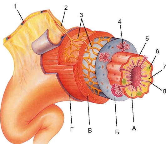 Зверху трубчасті структури покриті м'язовим шаром, до складу якого входять ще два шари - внутрішній і зовнішній, розділені прошарком зі сполучної тканини