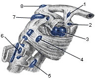 Плечовий суглоб   В області плечового суглоба найбільш часто вражаються сумки, що не повідомляються з порожниною суглоба, підшкірної акромиальная, поддельтовідная і субакроміального (рис