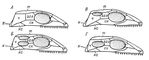 Закладки обведені контурами черепа і голови дорослої акули: ОК - нюхова капсула;  ГО - нюхова область;  Т - трабекули: ГО - глазничная область;  Гл - очей;  ГХ - очноямкові хрящі;  Г - гіпофіз;  СК - слухова капсула;  СО - слухова область;  ПХ - парахордаліі;  ЗО - потилична область;  Х - хорда