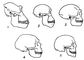Схема скроневих дуг плазунів: А - анапсідний череп: Б - діапсідний череп;  В - парапсідний череп;  Г - сінапсідний череп;  згл - Заочноямкові кістка;  ск - вилична;  т - тім'яна;  ч - луската;  кс - квадратноскуловая;  до - квадратна
