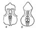 Контур черепа збоку: 1 - горила;  2 - австралопітек: 3 - пітекантроп;  4 - неандерталець з Ла-Шапель-о-Сен;  5 - сучасна людина