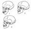 Схематичний парамедіальний розріз через череп примітивного плазуна (а) і ссавця (б): 1 - первинні хоани;  2 - вторинні хоани;  3 - носоглотковий хід;  4 - первинне тверде небо;  5 - вторинне тверде небо;  6 - носова порожнина;  7 - зовнішня ніздря