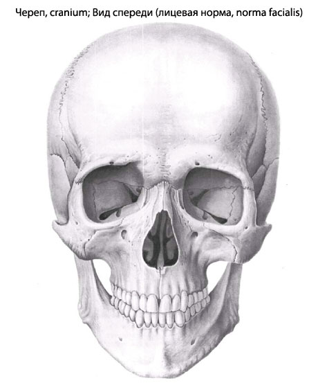 До складу вісцерального черепа входять парні -   верхня щелепа   ,   нижня носова раковина   ,   піднебінна   ,   вилична   ,   носова   ,   слізна   кістки і непарні -   сошник   ,   Нижня щелепа   і   під'язична   кістки