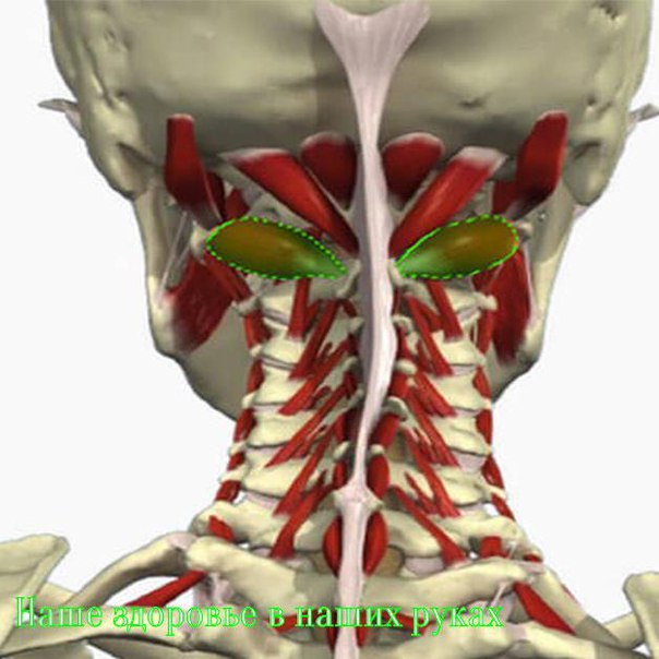 Синдром хребетної артерії (синдром вертебробазіллярной недостатності) - симптомокомплекс, обумовлений порушенням надходження поживних речовин в мозкові клітини внаслідок патології судин, розташованих по задній поверхні шиї поблизу хребетного стовпа