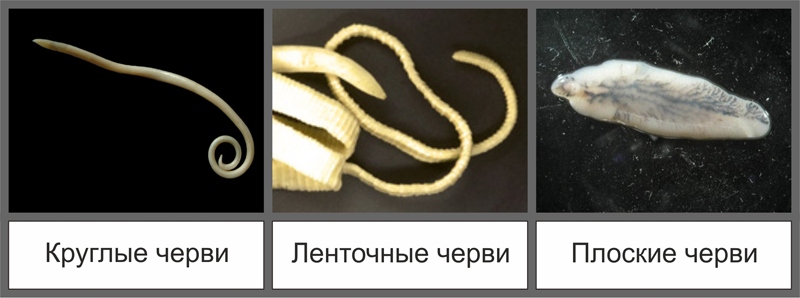 Ну а якщо контакт вагітної і шкідливих черв'яків таки стався, витравити їх можна двома способами: ліками або «бабусиними» рецептами