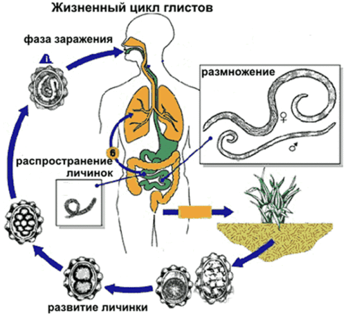 контактно-побутовий (в результаті взаємодії із зараженою людиною або побутовими предметами);   аліментарний (через заражену їжу, воду, немиті руки, дихання тварин-носіїв глистів);   активний (личинки паразитів самостійно впроваджуються в шкіру або слизові оболонки вагітної жінки);   трансмісійний (за допомогою укусів комах)