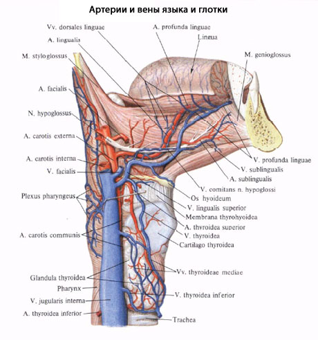 Відтік лімфи відбувається в nodi lymphatici cervicales profundi et retropharyngeales