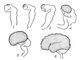 довгастий,   задній (що включає міст і мозочок),   середній (ніжки мозку і четирёххолміе)   проміжний,   передній (кінцевий, великий) - представлений двома півкулями
