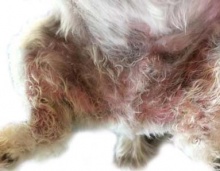 Кандидоз шкіри і слизових оболонок - захворювання, що зустрічається собак, що викликається (грибком) дріжджами роду Candida albicans
